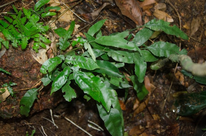 Asplenium longicauda