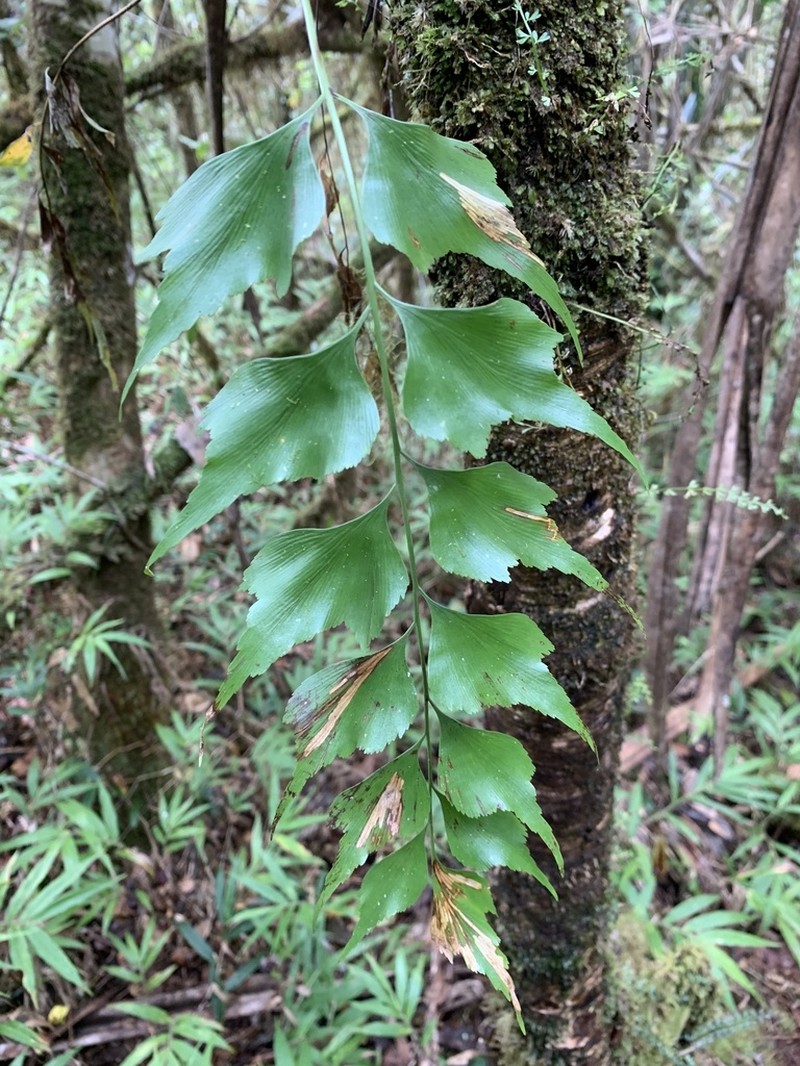 Asplenium longicaudatum
