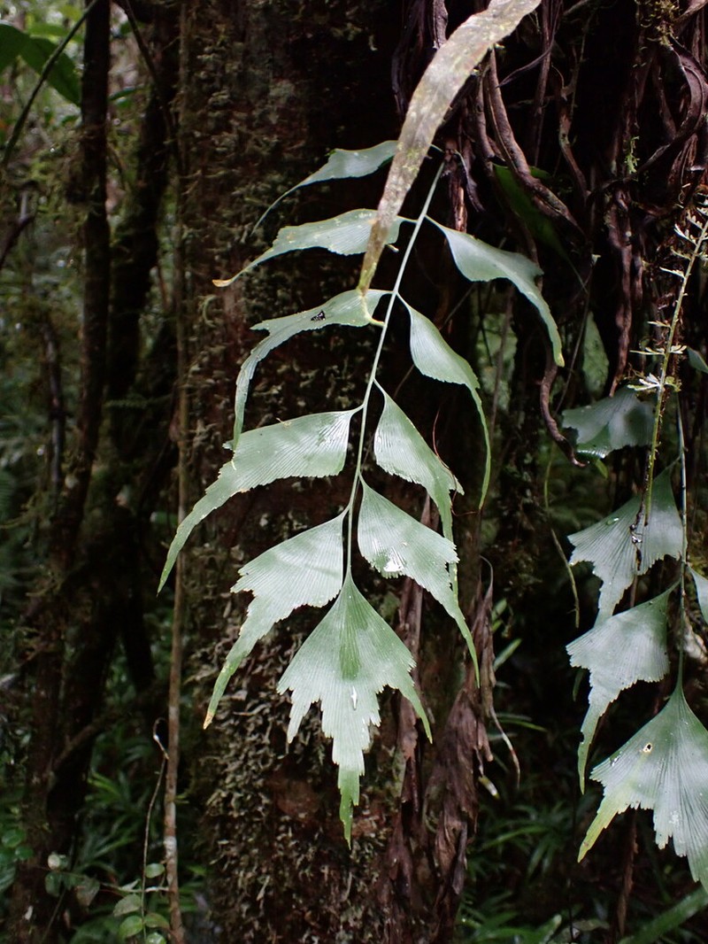 Asplenium longicaudatum photo 2