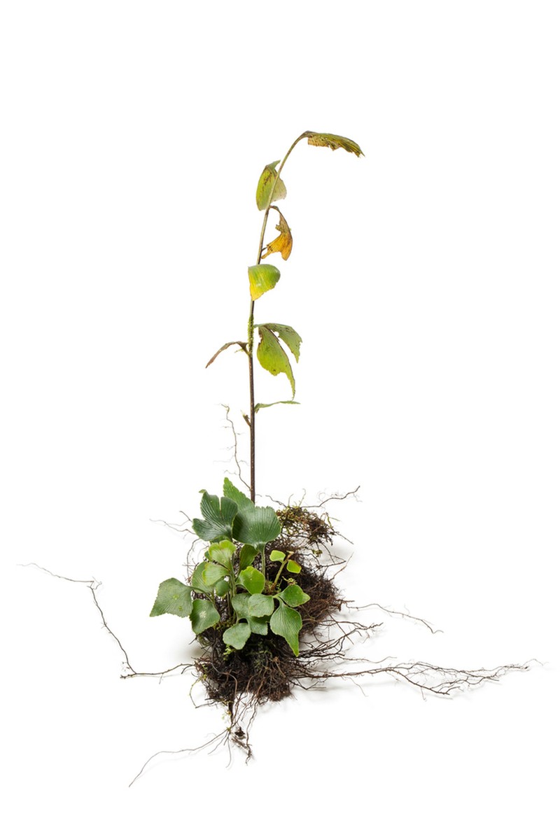 Asplenium longicaudatum photo 3