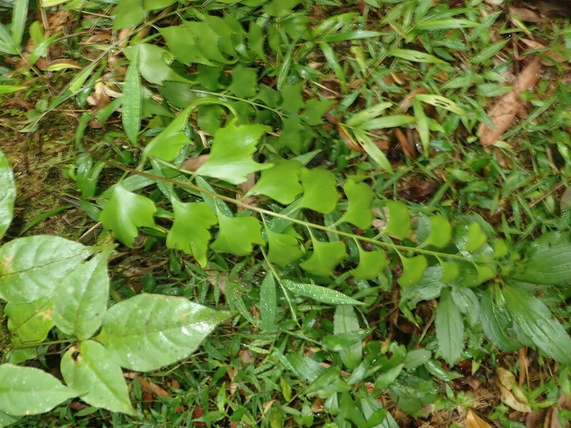 Asplenium longicaudatum photo 4