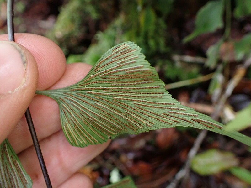 Asplenium longicaudatum photo 5