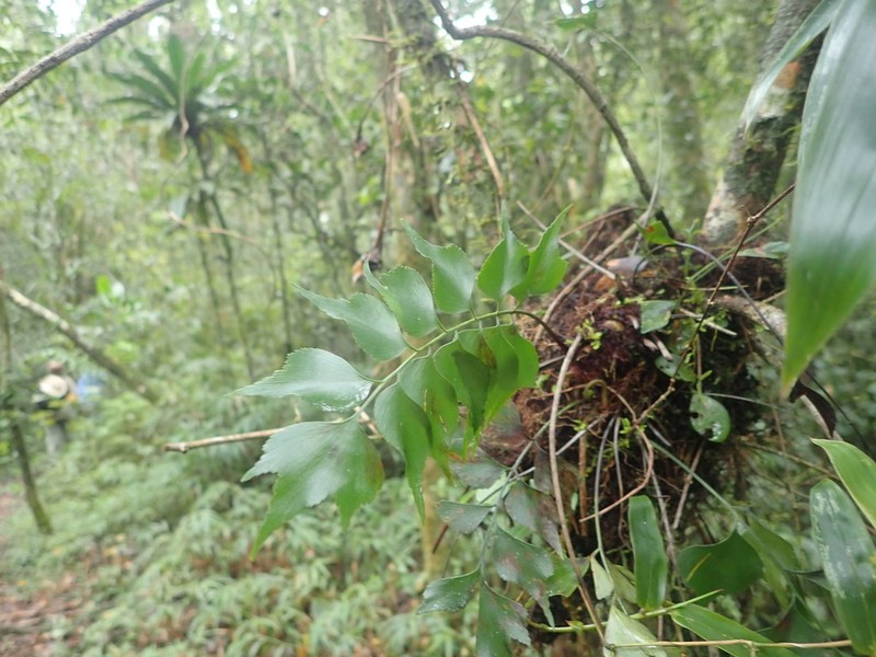 Asplenium longicaudatum photo 6