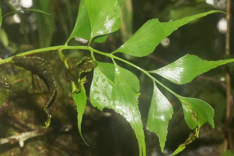 Asplenium longicaudatum photo 7