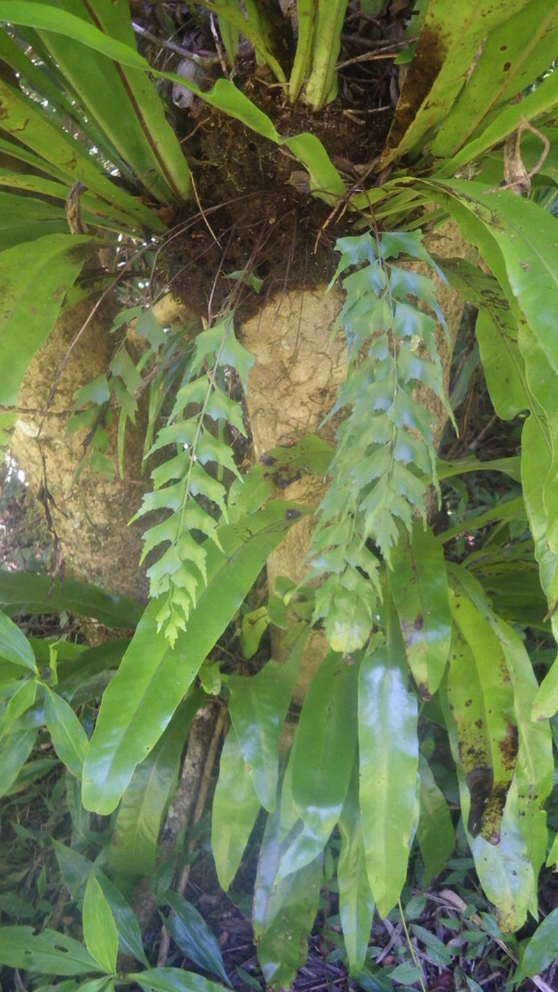 Asplenium longicaudatum photo 8