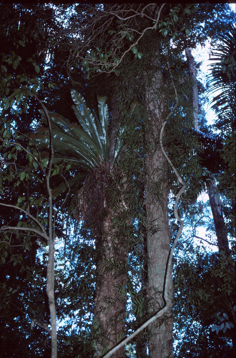 Asplenium longipes