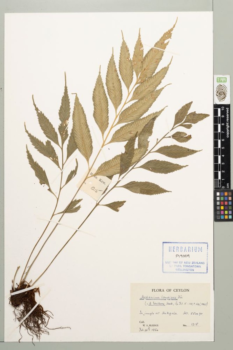 Asplenium longipes