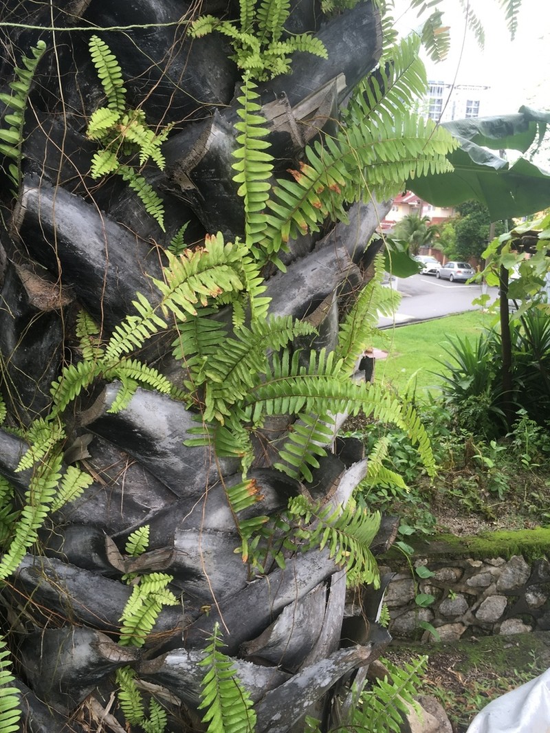 Asplenium longissimum photo 4