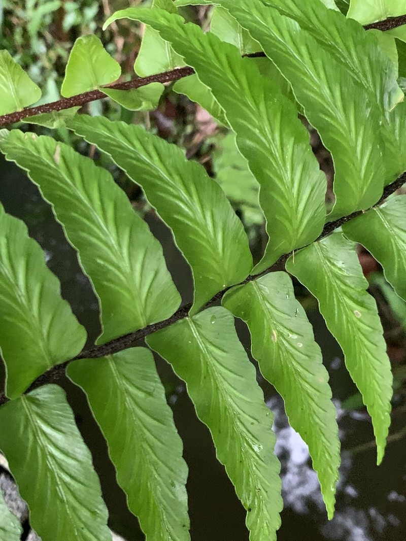 Asplenium longissimum photo 5