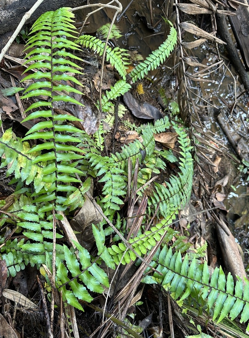 Asplenium longissimum photo 6