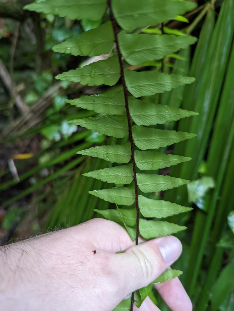 Asplenium longissimum photo 7