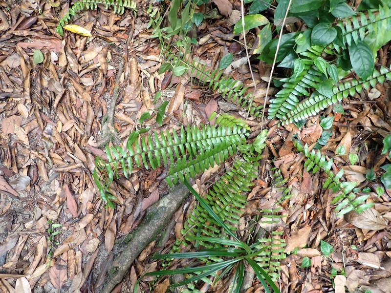 Asplenium longissimum photo 8