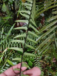 Asplenium longissimum
