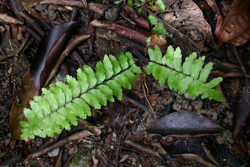 Asplenium longissimum photo 2
