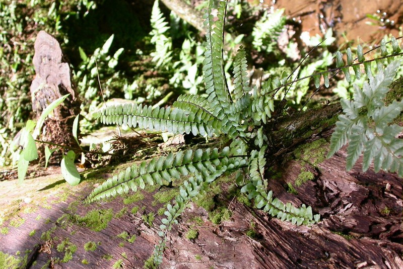 Asplenium longissimum photo 3