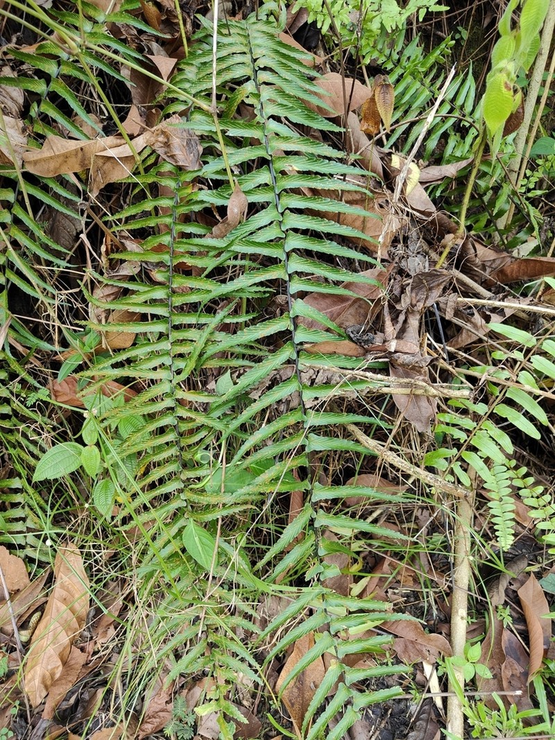Asplenium longissimum photo 4