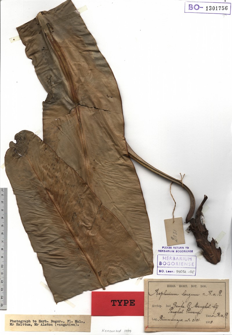 Asplenium longum photo 2