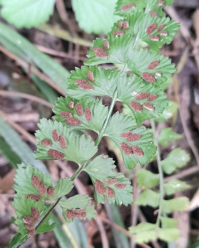 Asplenium lorentzii
