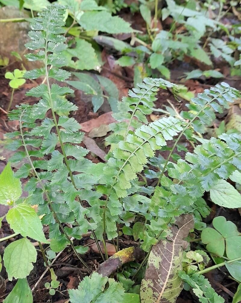 Asplenium lorentzii photo 2