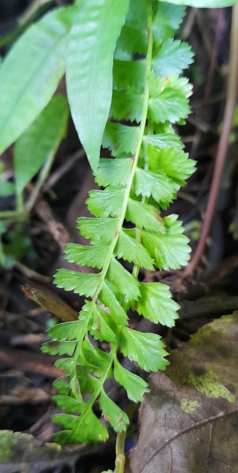 Asplenium lorentzii photo 3