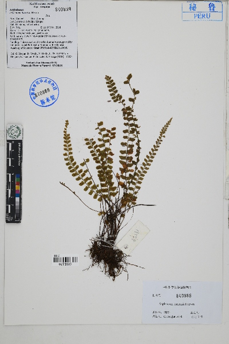 Asplenium lorentzii