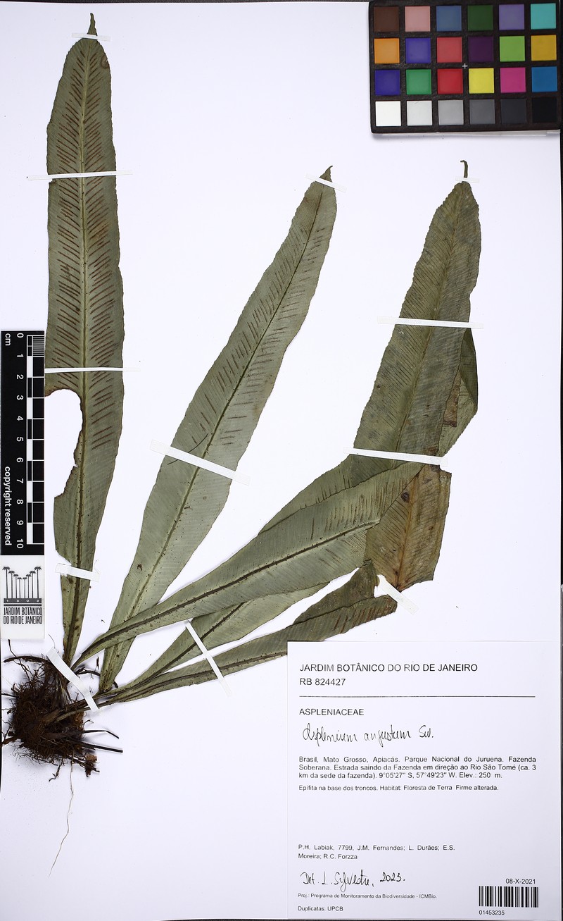 Asplenium loriforme