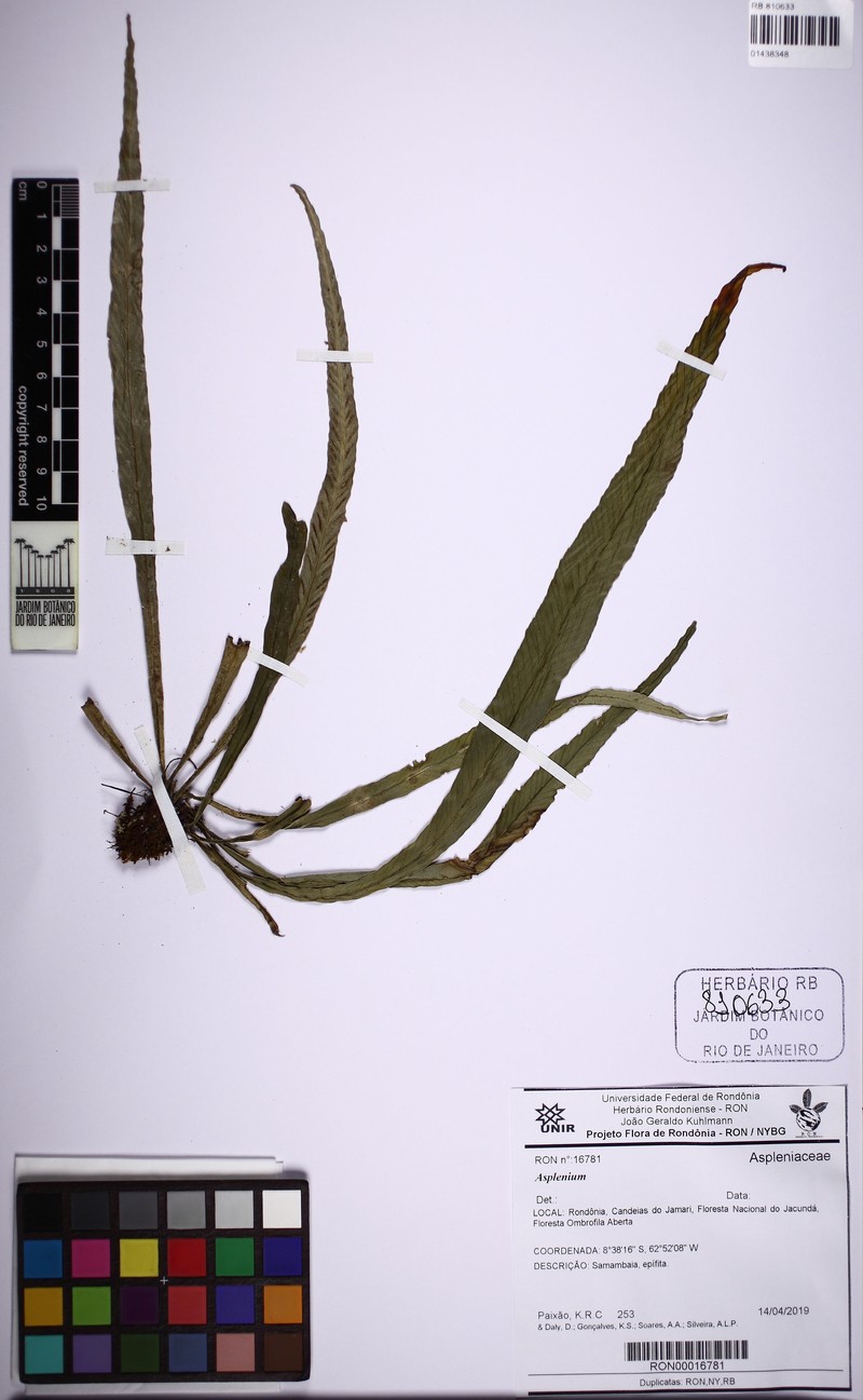 Asplenium loriforme photo 2