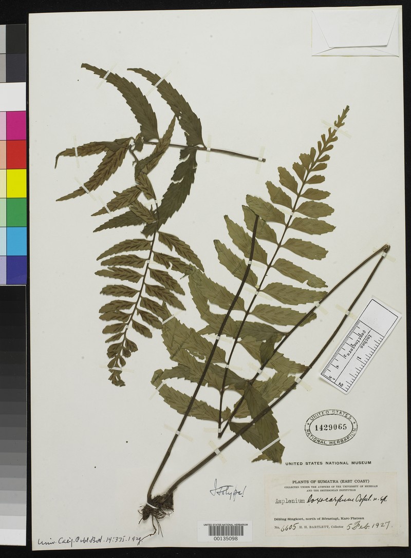 Asplenium loxocarpum