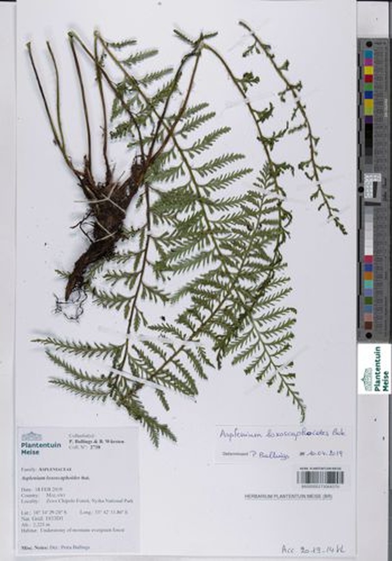 Asplenium loxoscaphoides