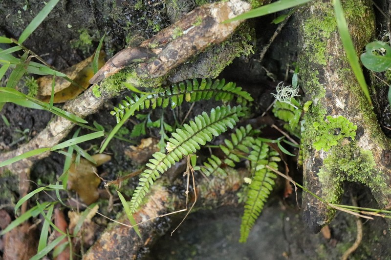 Asplenium lunulatum photo 2