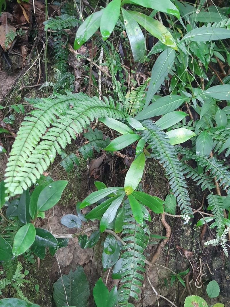 Asplenium lunulatum photo 3