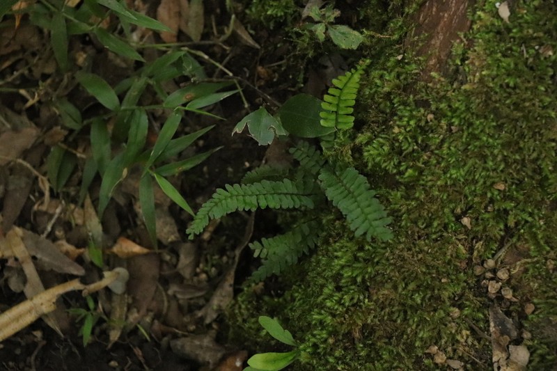 Asplenium lunulatum photo 4