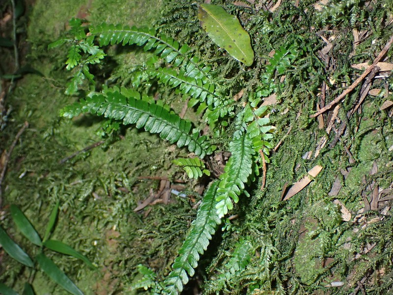 Asplenium lunulatum photo 5