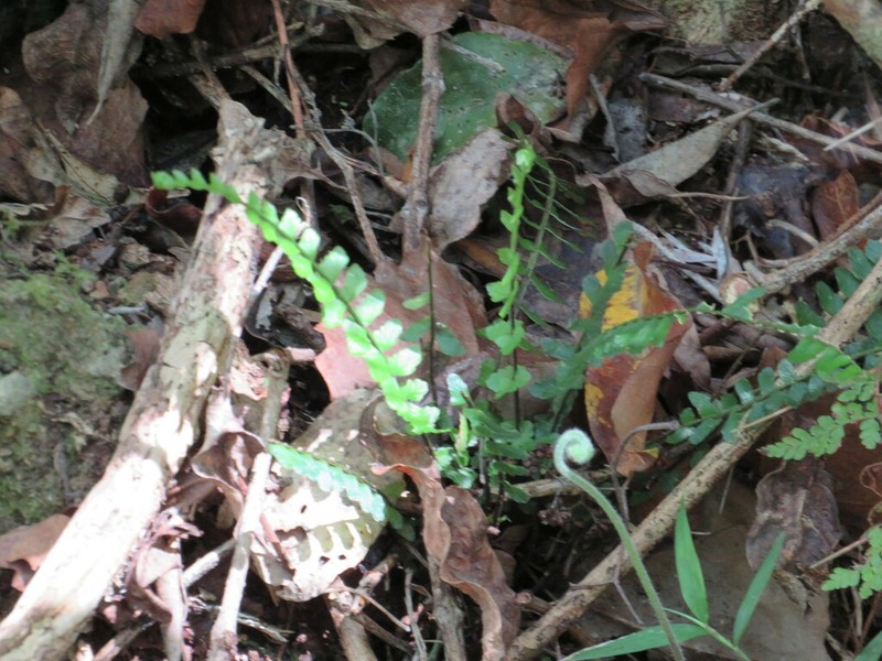 Asplenium lunulatum photo 6
