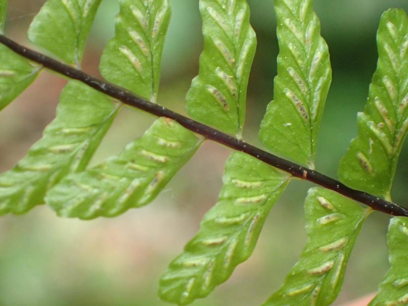 Asplenium lunulatum photo 7