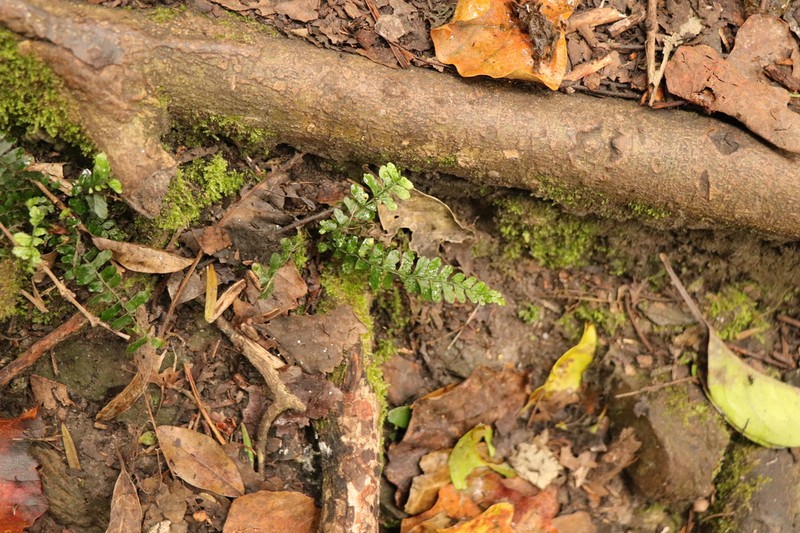 Asplenium lunulatum photo 8