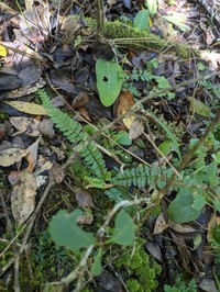 Asplenium lunulatum