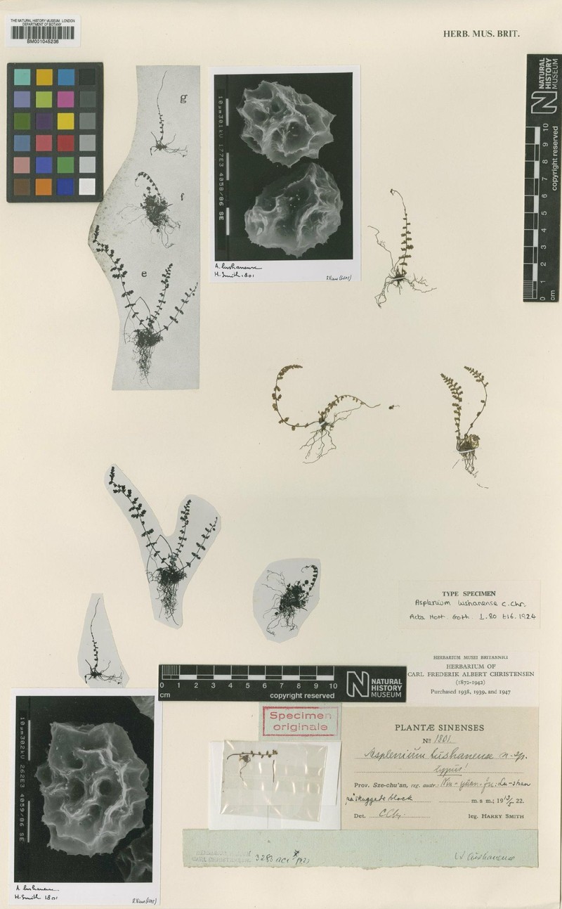Asplenium lushanense