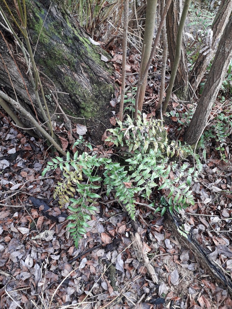 Asplenium lyallii photo 2