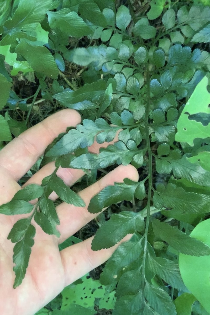 Asplenium lyallii photo 3