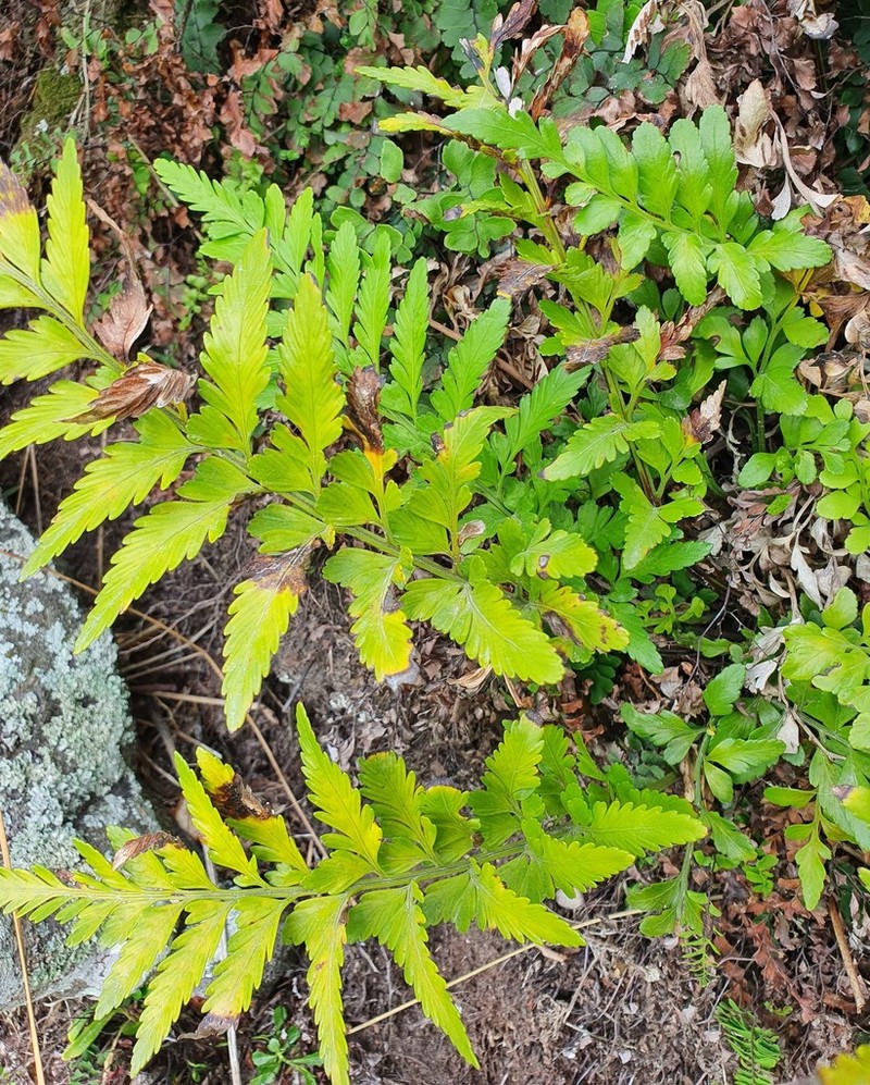 Asplenium lyallii photo 4