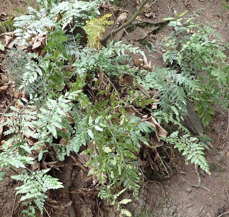 Asplenium lyallii photo 5
