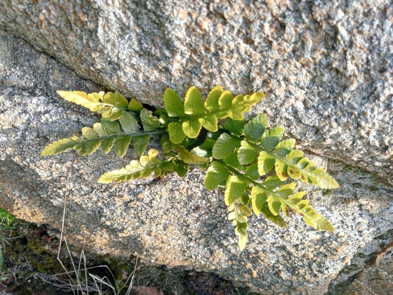 Asplenium lyallii photo 6