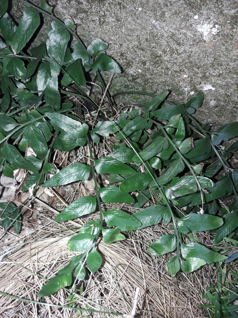 Asplenium lyallii photo 7