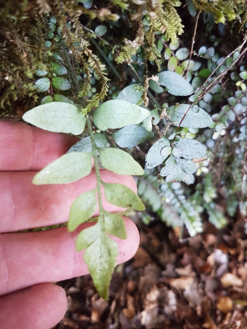 Asplenium lyallii photo 8