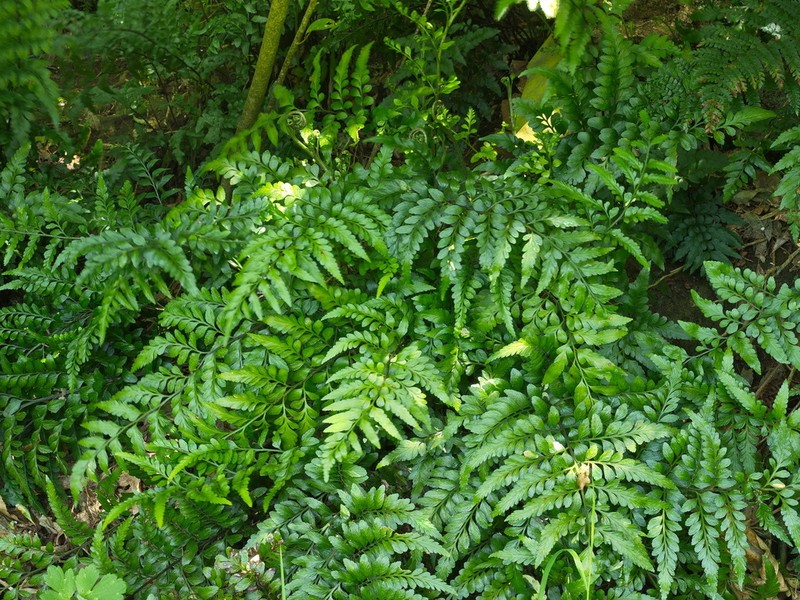 Asplenium lyallii