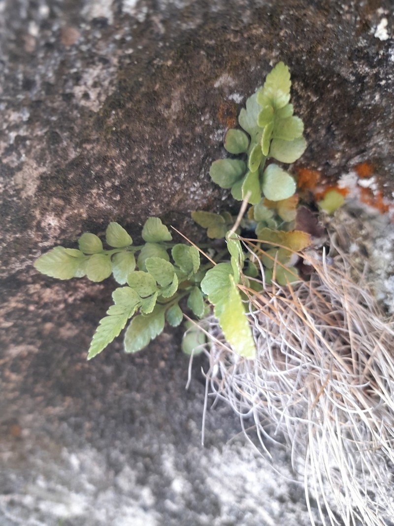 Asplenium lyallii photo 2
