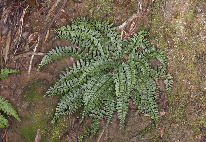 Macrae's Spleenwort