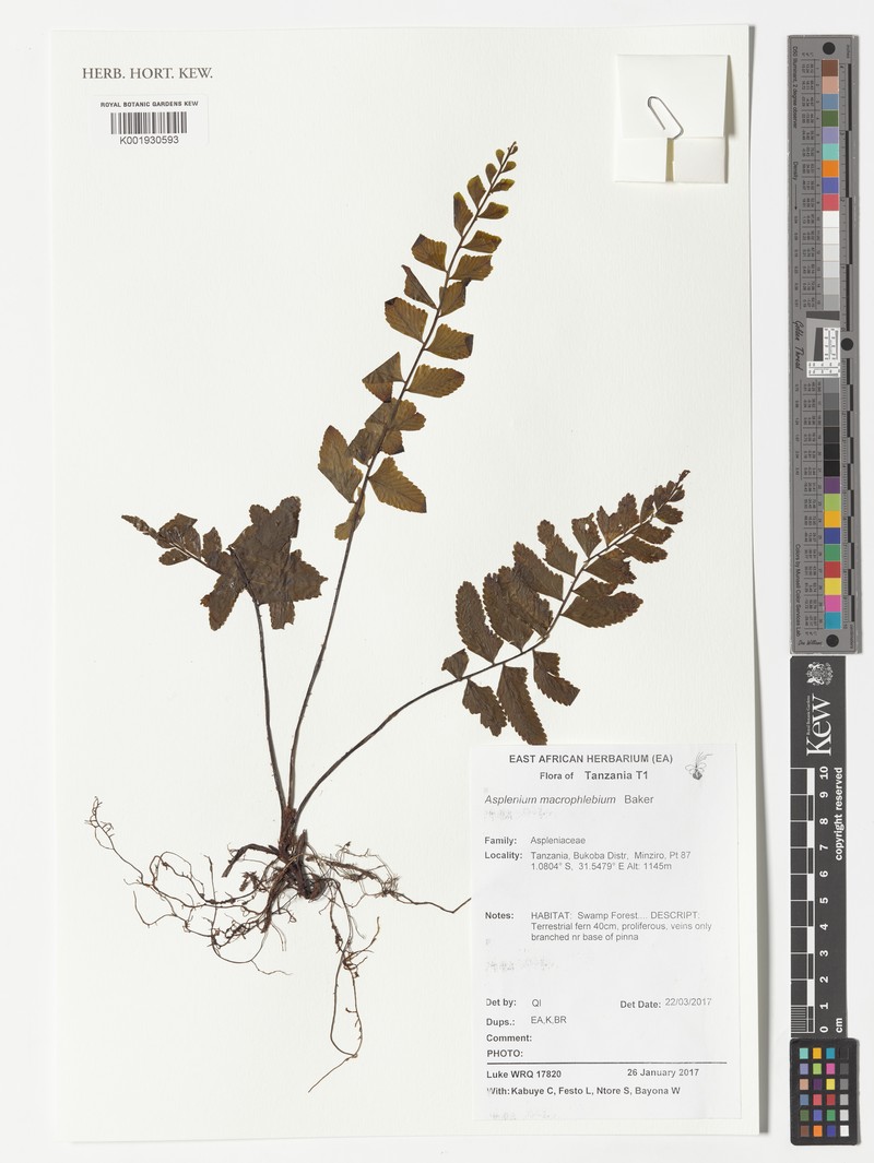 Asplenium macrophlebium