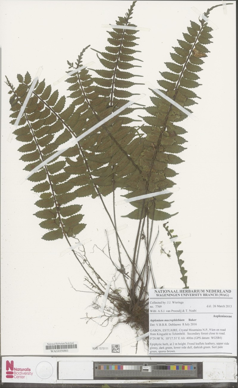Asplenium macrophlebium photo 2